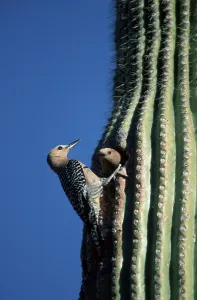 Gila Woodpecker (Melanerpes uropygialis) pair