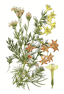 Gilia coronopifolia, Gilia tricolor
