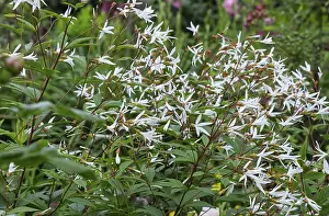Gillenia trifoliata (Gillenia trifoliata)