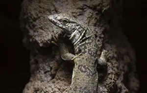 Gillen's dwarf monitor lizard (Varanus gilleni)