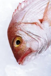 Gilt-head sea bream on crushed ice
