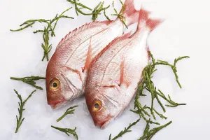 Gilt-head sea breams on crushed ice with seaweed
