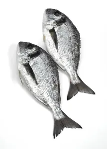 Gilthead sea bream, dorado, dorade
