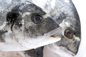 Gilthead seabreams, raw, close-up