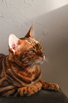 Ginger cat, Bengali breed, resting