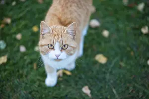 Ginger cat on green grass with yellow leaves