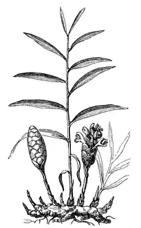 Ginger, Zingiber officinale, illustration from 1860