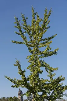Ginkgo tree in front of a cloudless sky