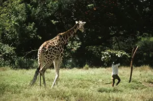 Giraffe Care, Hyderabad, Andhra Pradesh
