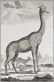 Giraffe (Giraffa)
