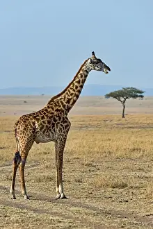 Giraffe (Giraffa camelopardalis)