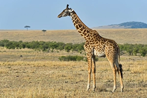 Giraffe (Giraffa camelopardalis)