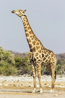 Giraffe (Giraffa camelopardalis)