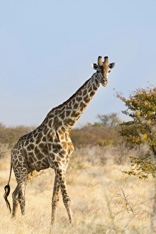 Giraffe (Giraffa camelopardalis)