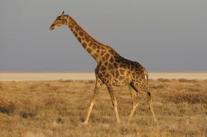 Giraffe (Giraffa camelopardalis)