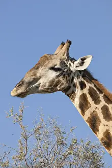 Giraffe (Giraffa camelopardalis)