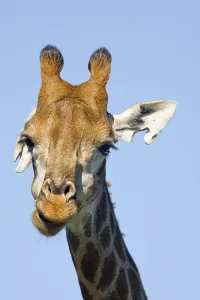 Giraffe (Giraffa camelopardalis)