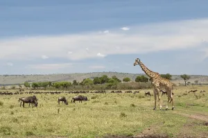 Giraffe (Giraffa camelopardalis)