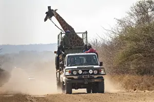 Giraffe (Giraffa camelopardalis)
