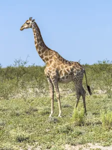Giraffe (Giraffa camelopardalis) in the bush