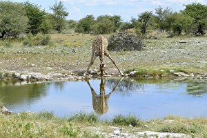 Giraffe (Giraffa camelopardalis) drinking at waterhole