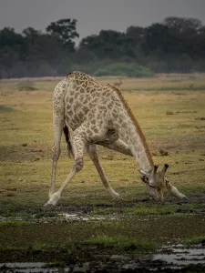 Giraffe (Giraffa camelopardalis giraffa) drinking