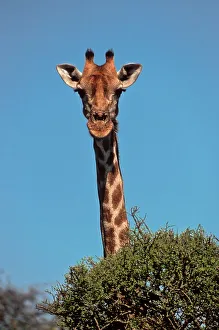 Giraffe (Giraffa camelopardalis) looking curiously over a treetop