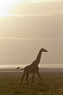 Giraffe (Giraffa camelopardalis) in the morning light