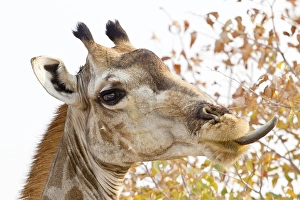 Giraffe (Giraffa camelopardalis) portrait