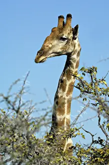 Giraffe (Giraffa camelopardalis), portrait