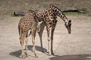 Giraffe (Giraffa camelopardalis reticulata)