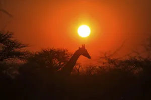 Giraffe (Giraffa camelopardalis) in front of sunset