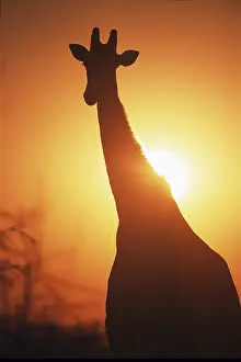 Giraffe (Giraffa camelopardalis) at sunset