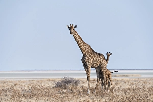 Giraffe (Giraffa camelopardis) with young standing in the dry grass land