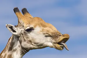 Giraffe (Giraffa) in the savannah