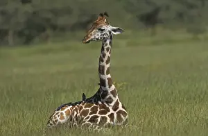 Giraffe (giraffe camelopardis rothschildi)