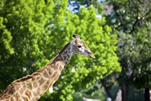Giraffe on green background in zoo park