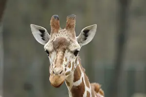 Giraffe head with expressive eyes and characteristic fur pattern