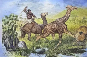 Giraffe Hunt in Africa, historical engraving