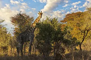 Giraffe in Hwange National Park