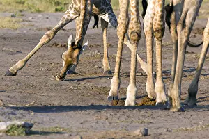 Giraffe licking salt
