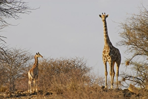 Giraffe mother (Giraffa camelopardalis) with calf at a game farm near Okahandja