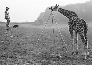 Giraffe photographed man, England, Great Britain