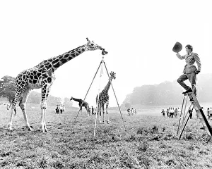 Giraffe photographs Ranger, England, Great Britain