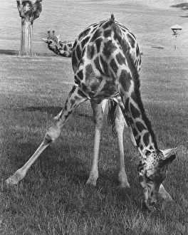 Giraffe with spread legs, England, Great Britain