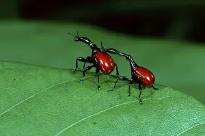 Giraffe weevil (Trachelophorus giraffa)