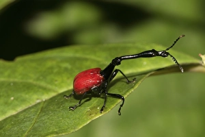 Giraffe weevil (Trachelophorus giraffa)