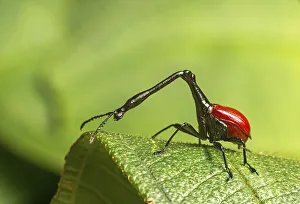 Giraffe weevils (Trachelophorus giraffa)