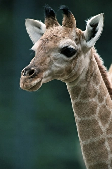 Giraffe, young / (Giraffa camelopardalis angolensis)