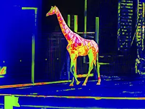 Giraffe in the zoo, thermography